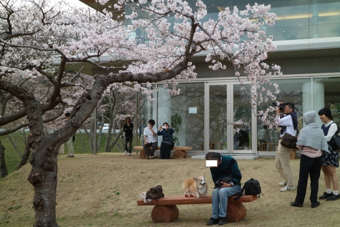 「松島・西行戻しの松」の桜_f0075595_20401240.jpg