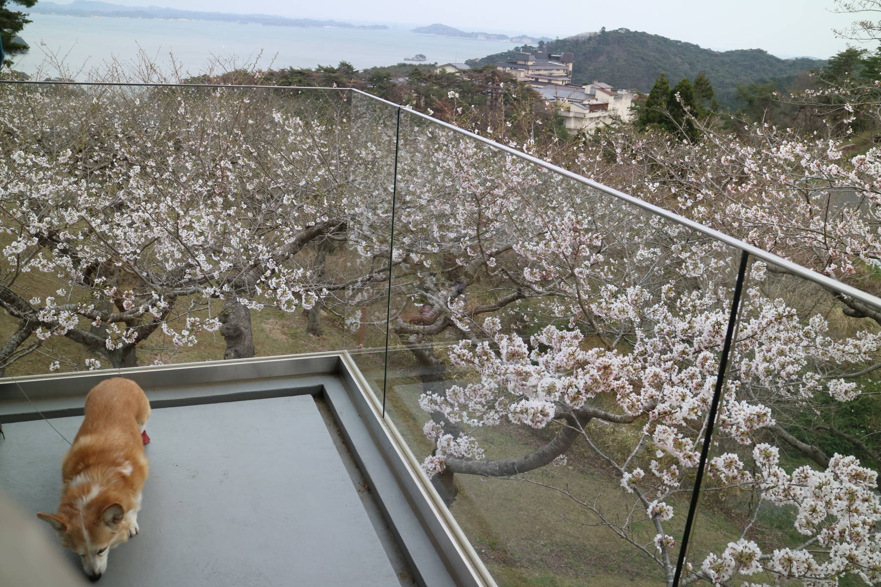 「松島・西行戻しの松」の桜_f0075595_20424547.jpg