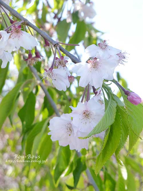 近所の…見納めの桜たち…_d0128697_2213848.jpg