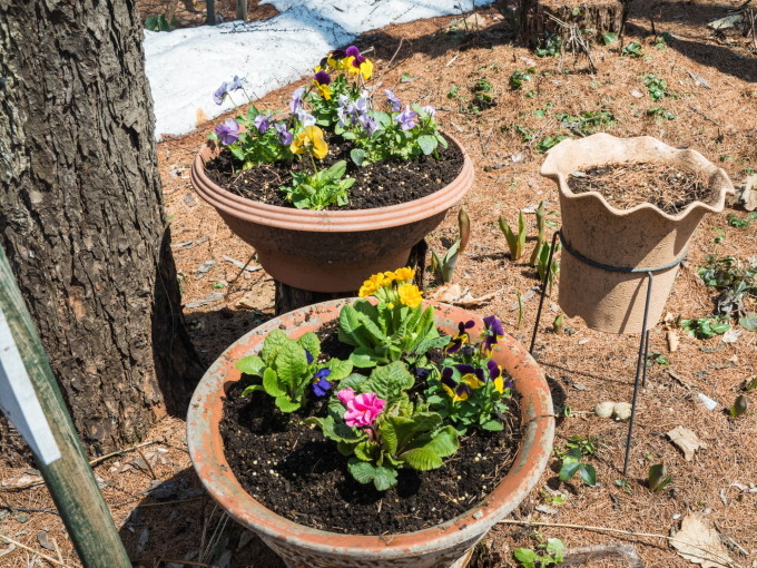 春の花のシーズン到来!クロッカス開花、プリムラ・ビオラを植え付け。_f0276498_22584252.jpg