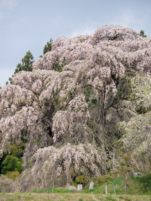 桜巡礼福島遍 戸ノ内桜_f0224100_20503685.jpg