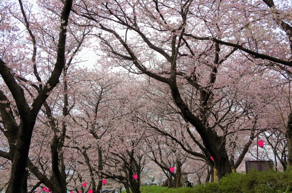 桜狩り　～　幸手権現堂堤の桜_b0356401_14254361.jpg