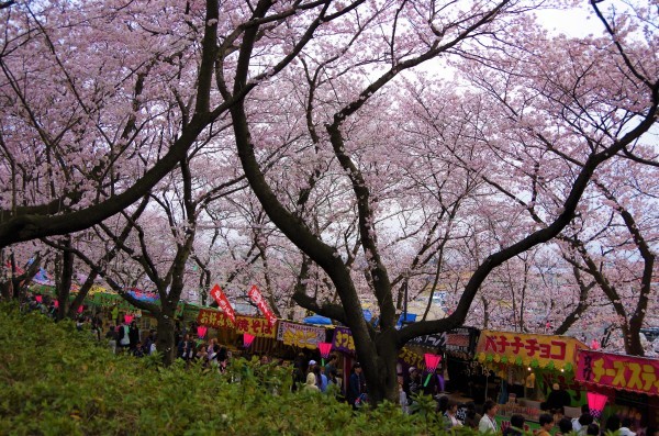 桜狩り　～　幸手権現堂堤の桜_b0356401_14275261.jpg