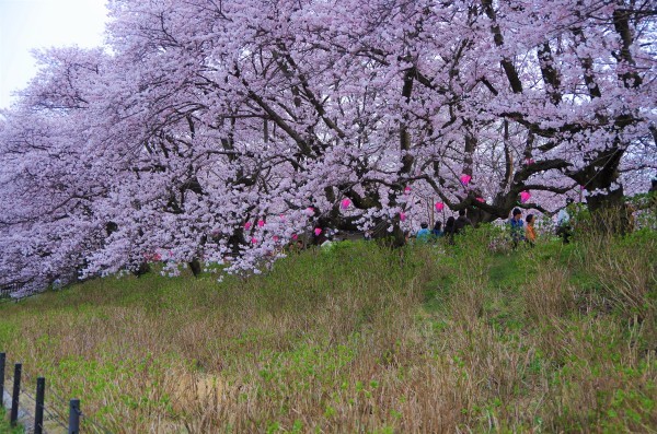 桜狩り　～　幸手権現堂堤の桜_b0356401_14281475.jpg