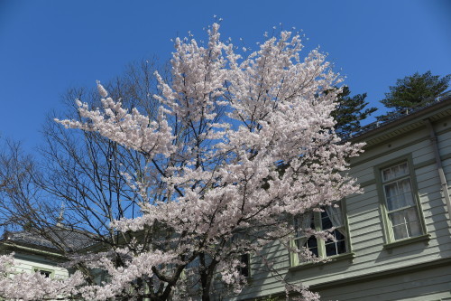 米沢キャンパスの満開の桜　１０１７．４．２４…３_c0075701_20280469.jpg