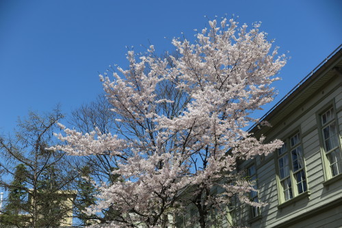 米沢キャンパスの満開の桜　１０１７．４．２４…３_c0075701_20283504.jpg