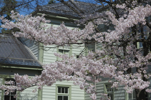 米沢キャンパスの満開の桜　１０１７．４．２４…４_c0075701_20330598.jpg