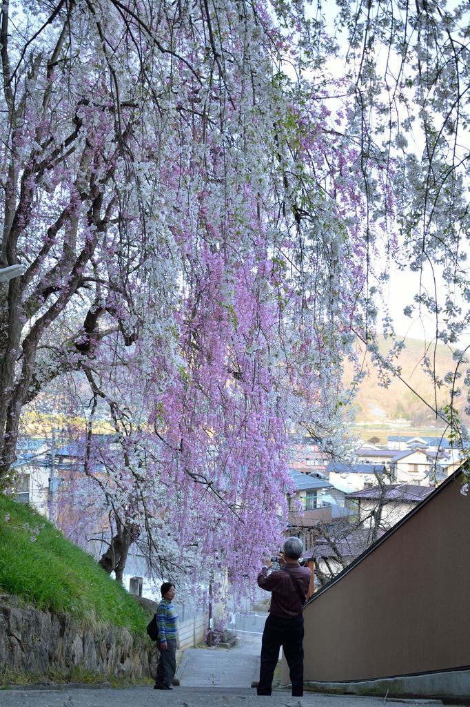 烏帽子山公園の桜_e0268304_21201216.jpg