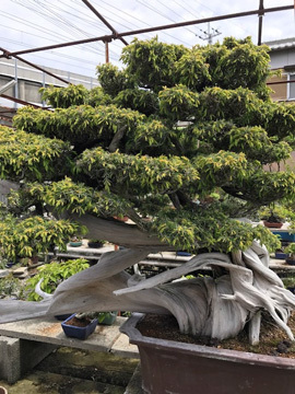 BONSAI..._f0217905_22343560.jpg