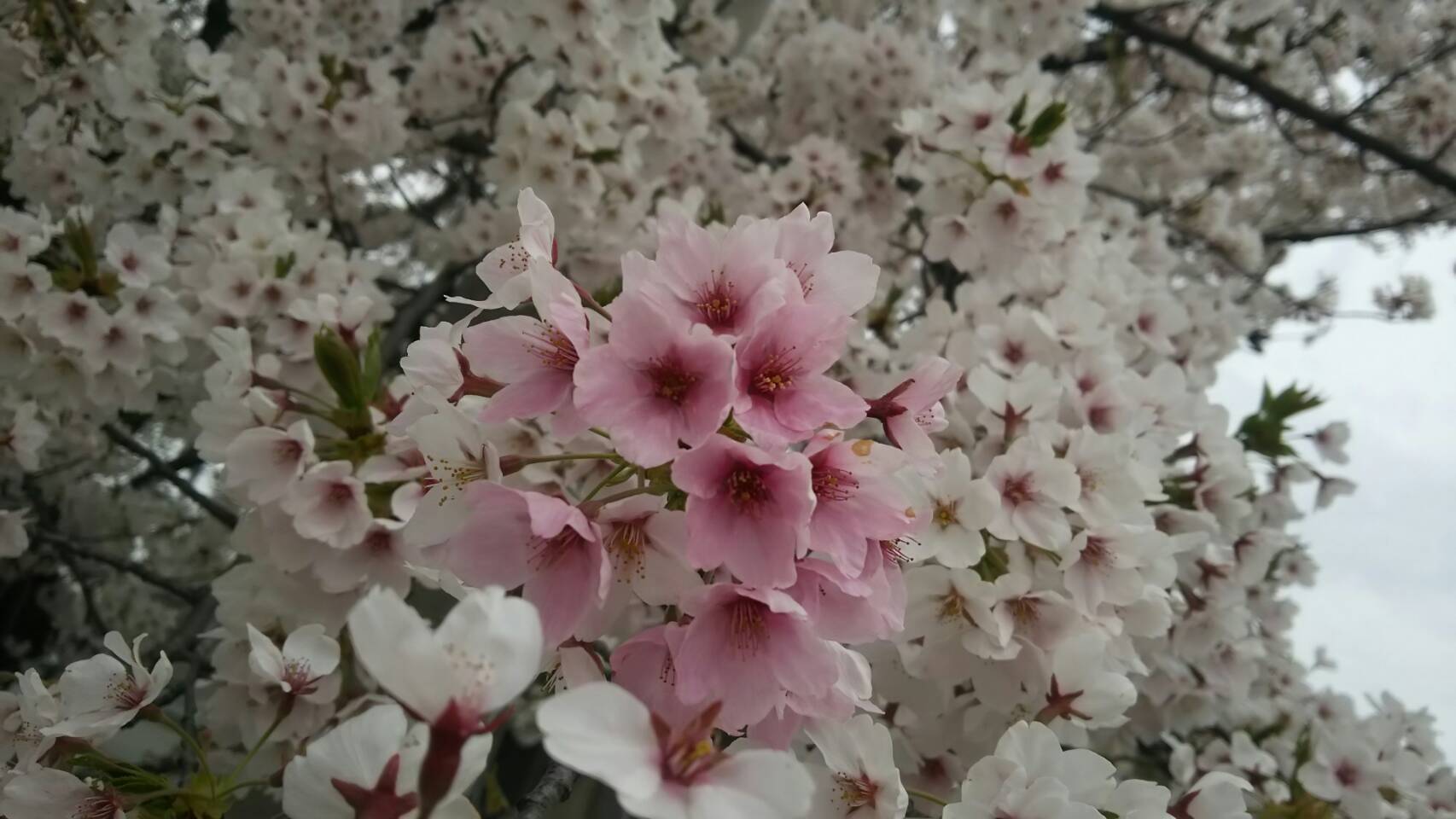 c0145608_07384224.jpg