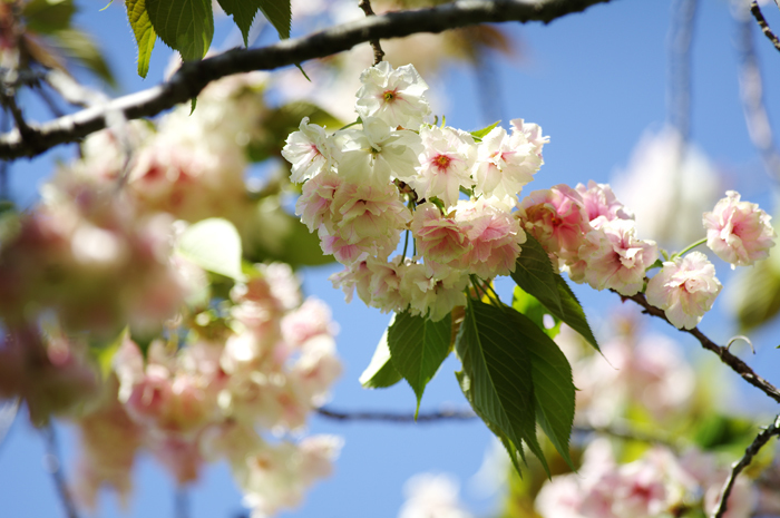 東慶寺の鬱金桜とぼたん桜_b0151409_21170702.jpg