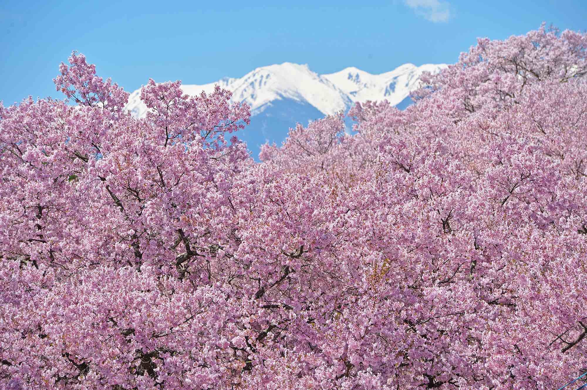 高遠の桜、桜、桜_d0252510_14572346.jpg