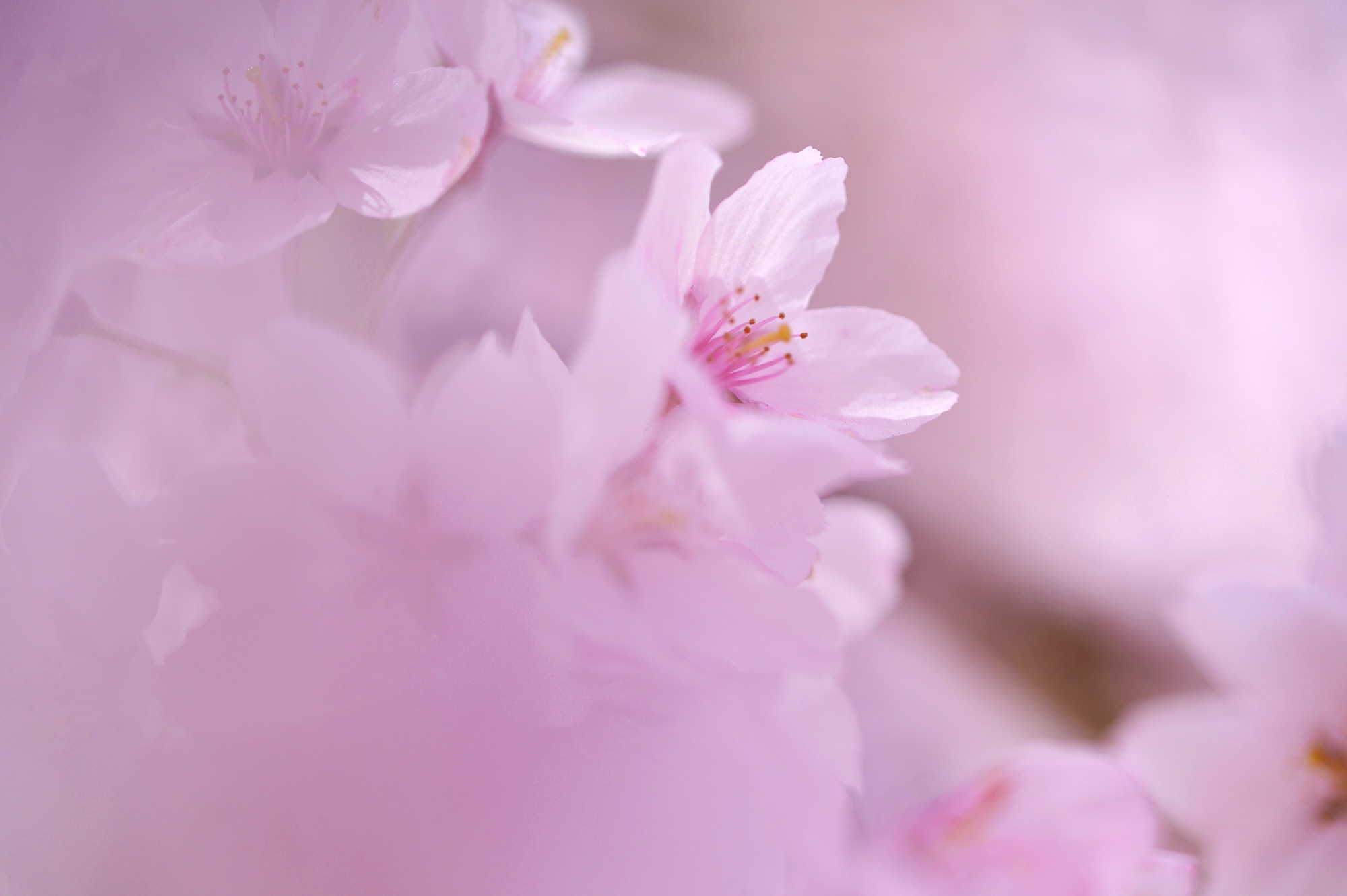 高遠の桜、桜、桜_d0252510_14574493.jpg