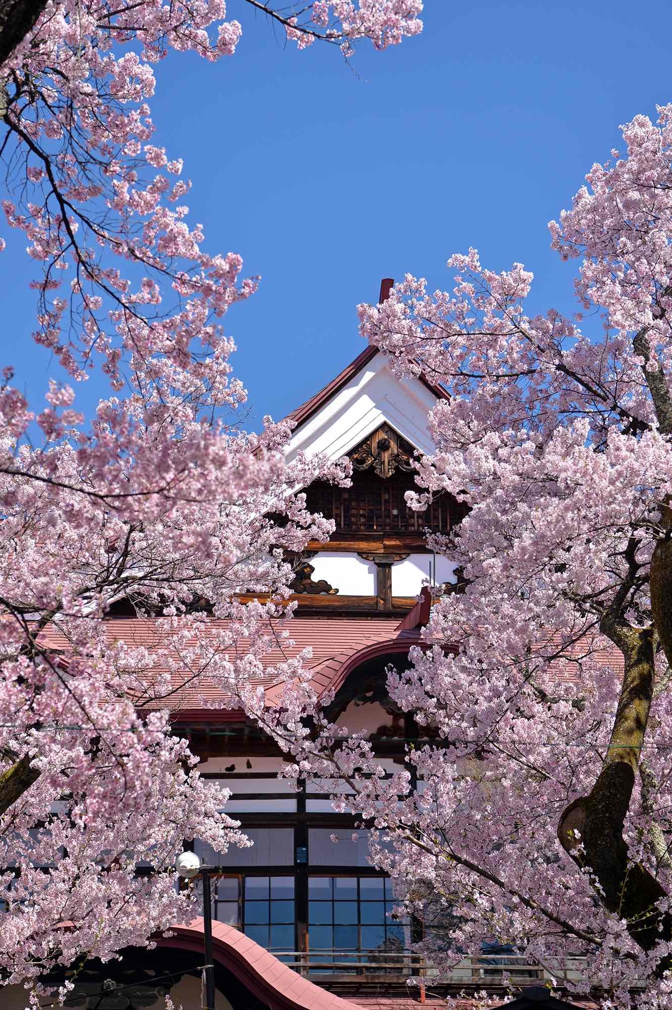 高遠の桜、桜、桜_d0252510_14574594.jpg