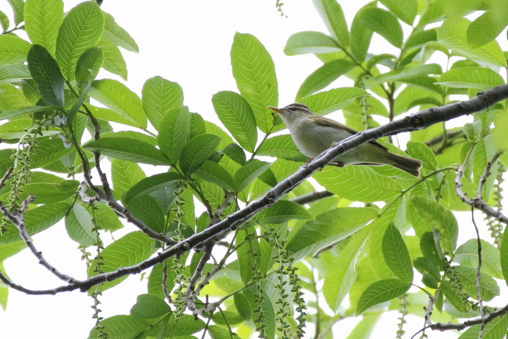 今日の鳥見（2017年4月25日）_f0235311_20015494.jpg