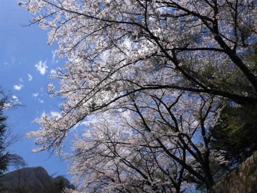 さくら　さくら　（長桂寺と渋川総合運動公園）_e0205713_19174942.jpg