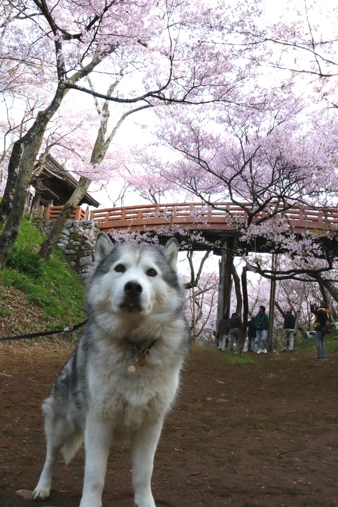 念願の高遠城址公園のさくら祭りへ_b0207615_23230046.jpg