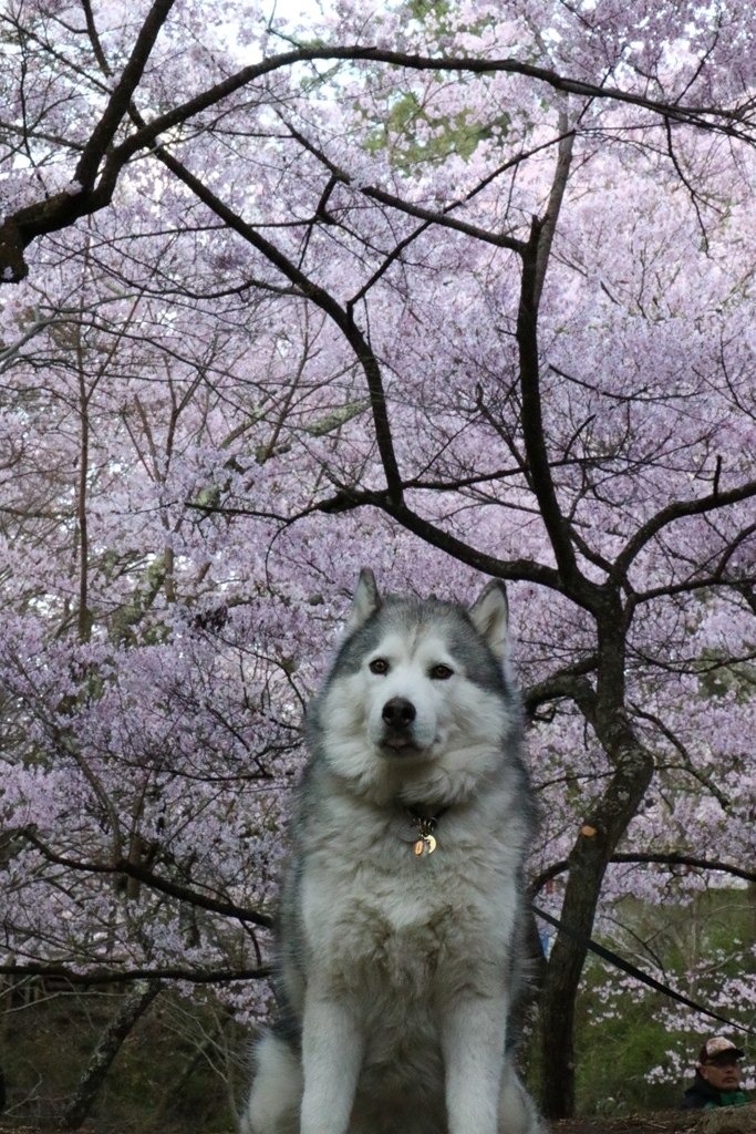 念願の高遠城址公園のさくら祭りへ_b0207615_23230490.jpg