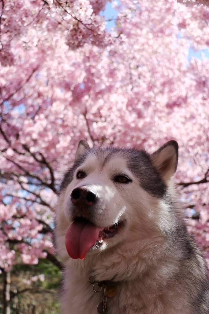 念願の高遠城址公園のさくら祭りへ_b0207615_23244945.jpg