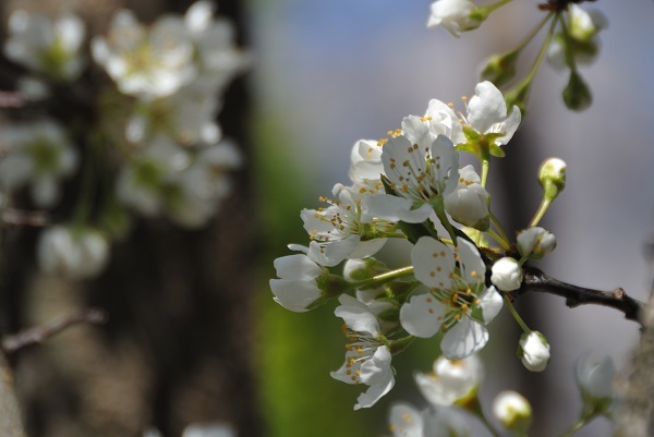 ようやく桜 その2_a0096417_16231566.jpg