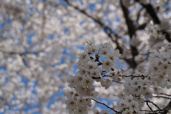 ようやく桜 その2_a0096417_16231601.jpg