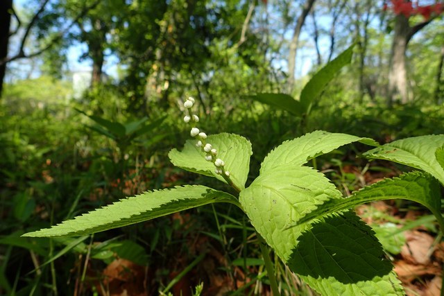 c0369423_20203861.jpg