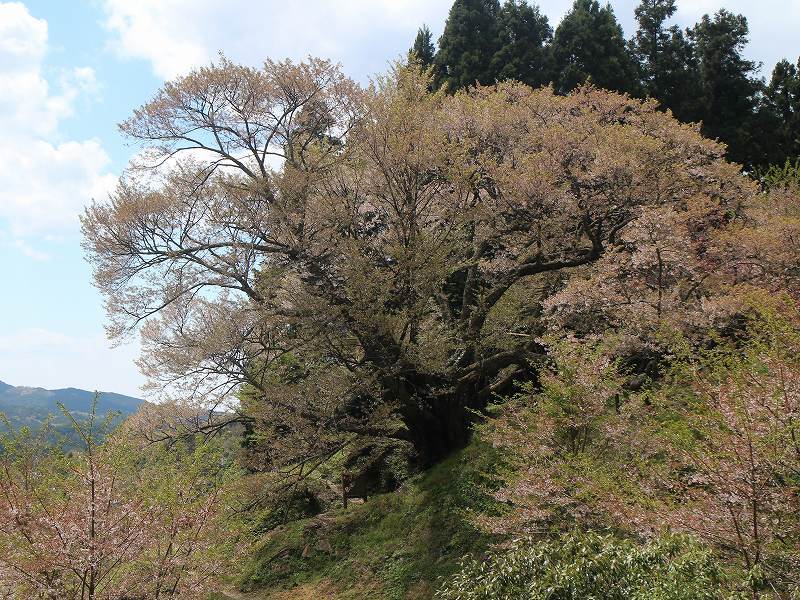 桜　2017年04月25日_e0106724_00303058.jpg