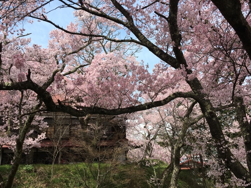 2017年　高遠の桜　１_f0149924_10324193.jpg