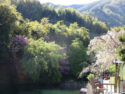 花の寺　正法寺_b0069630_18555981.jpg