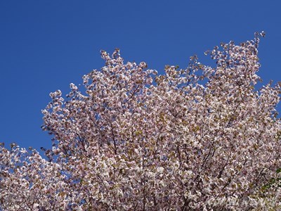 花の寺　正法寺_b0069630_18560996.jpg