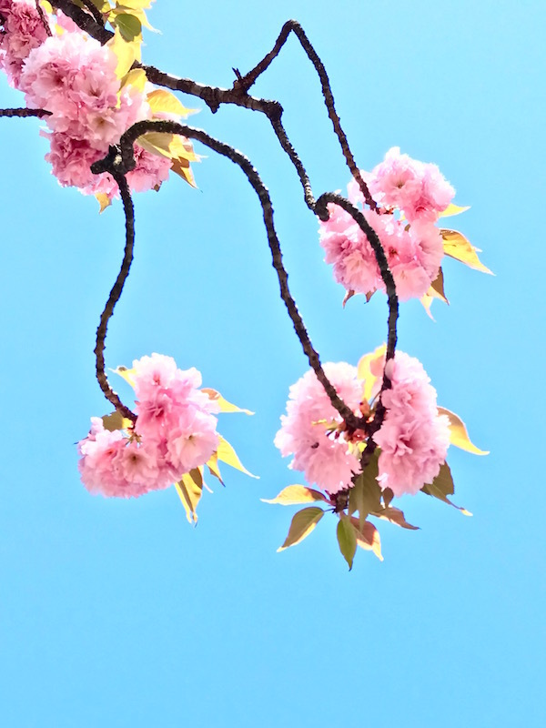sakura_b0172633_13581255.jpg