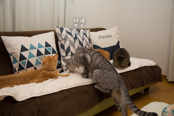 猫柄クッション_d0355333_10271396.jpg