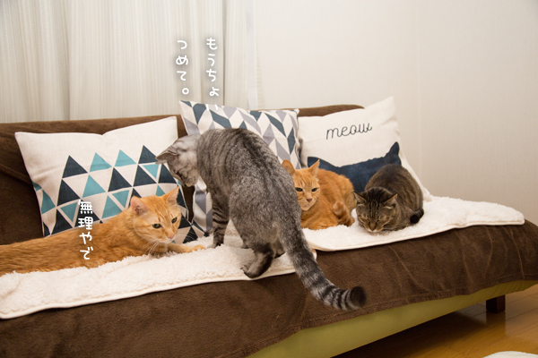 猫柄クッション_d0355333_10271550.jpg