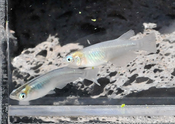 万葉・青三色体外光入りもセット_e0097534_17591.jpg