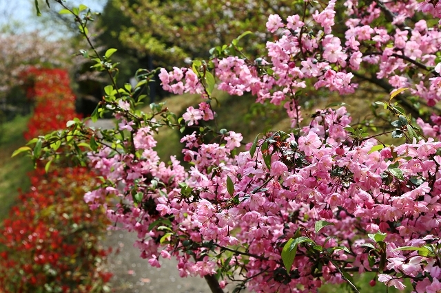 a0242438_20240023.jpg