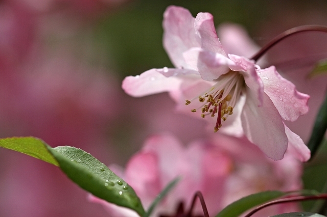 a0242438_20240147.jpg