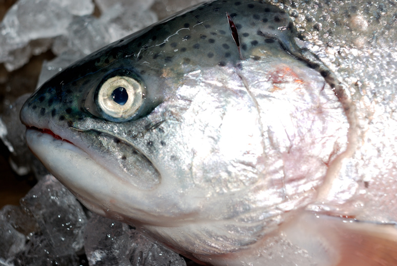 讃岐さーもん 海面養殖ニジマス 香川県ブランド トラウトサーモン 魚屋三代目日記 讃岐さーもん 海面養殖ニジマス 香川県ブランド トラウトサーモン 魚屋三代目日記