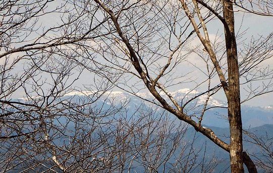 e0371039_64328.gif