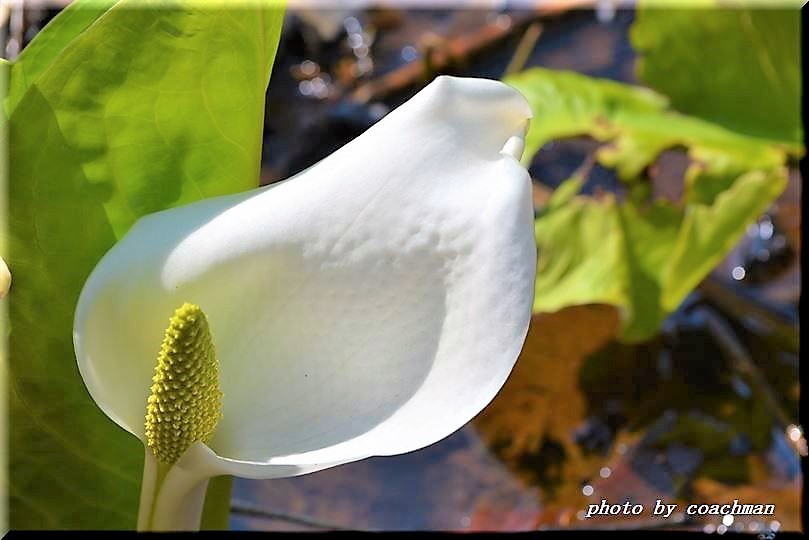 水芭蕉　平岡公園_a0315942_22194165.jpg