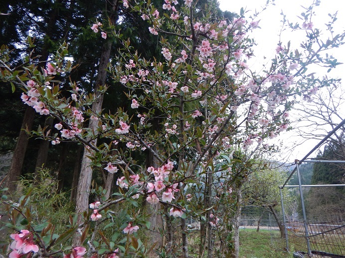 桜の季節　華やぎの里_c0357242_23584292.jpg
