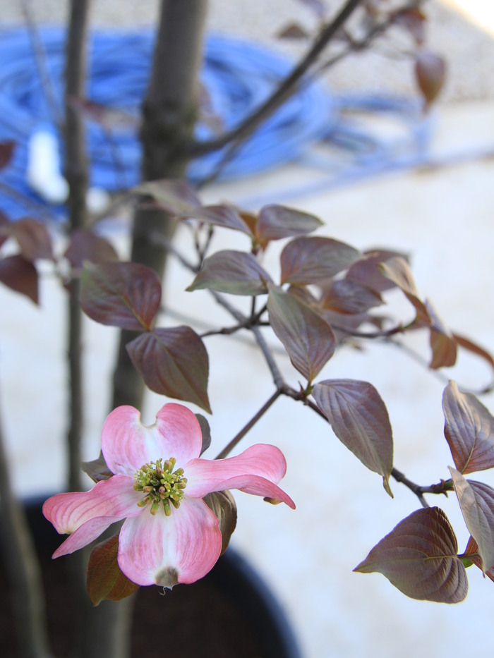 アメリカハナミズキ 本株立ち 赤花 紫葉 希少 販売 画像 写真 価格 値段 庭木 安行 植木 シンボルツリー_a0254743_1335345.jpg