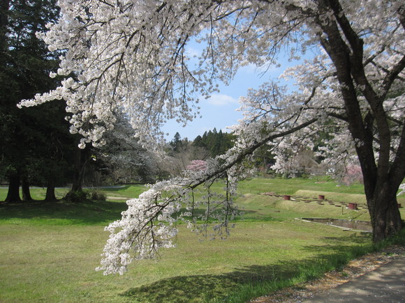 旅行ＮＯ3　東北桜ツアー3日目 _a0279743_23162845.jpg