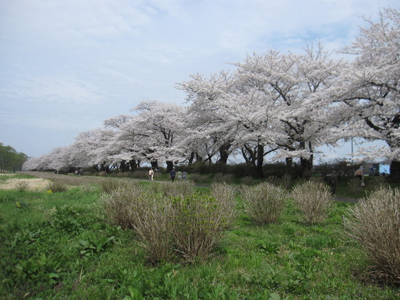 旅行ＮＯ3　東北桜ツアー3日目 _a0279743_23411929.jpg