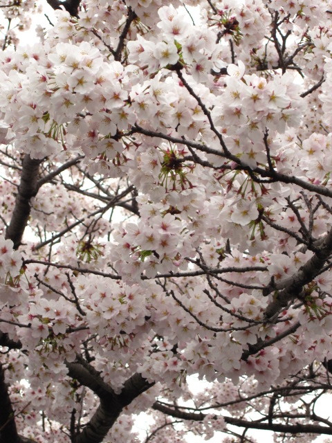 2017/4/8〜10　雨桜、美しきかな_e0120944_23290255.jpg