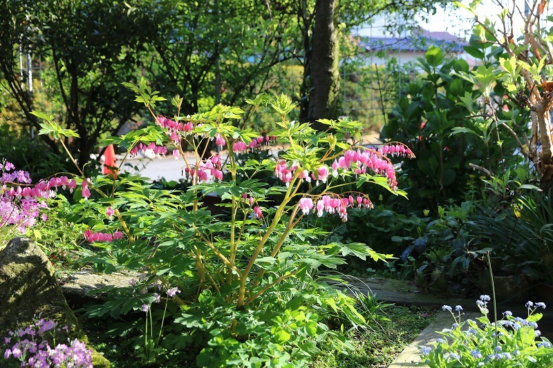 庭の花　今年は綺麗になっています。_a0185545_22554680.jpg