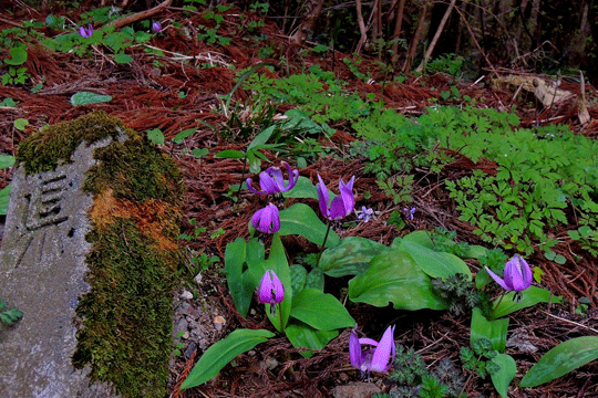 c0093046_1744076.gif
