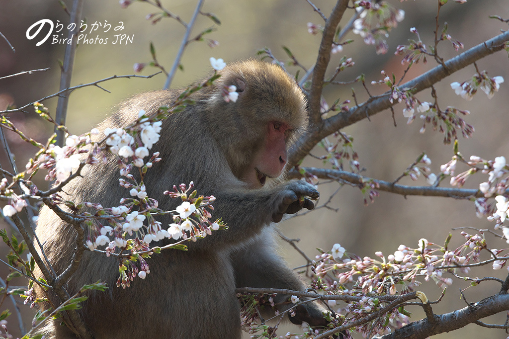 桜を食べるニホンザル_d0360547_13181301.jpg