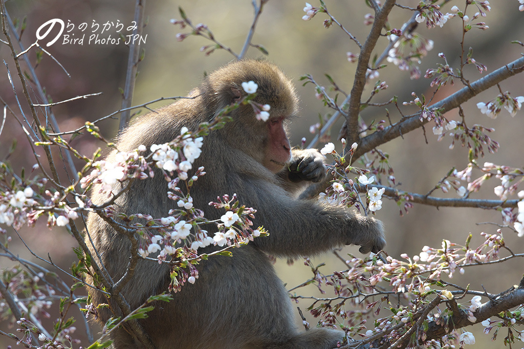 桜を食べるニホンザル_d0360547_13202514.jpg