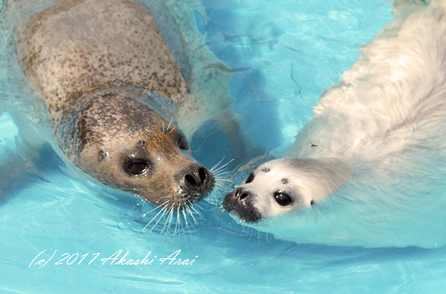 17 おたる水族館 1 Happyあざらしblog 晴れ晴れ