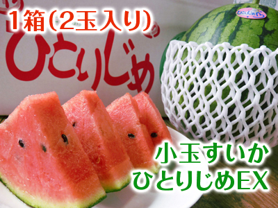 夢スイカ 大玉スイカ『春のだんらん』大好評販売中!日本一のスイカの産地熊本のスイカの旬は4~6月です!!_a0254656_17275065.jpg